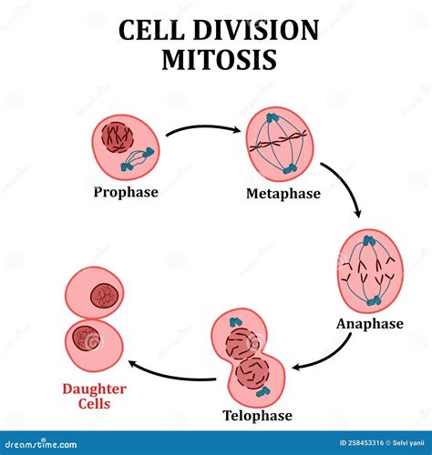 mitosis / cell division .